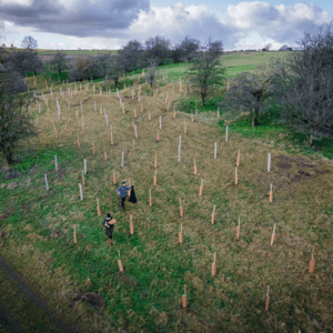 Kick starting the Capsule Forest by planting 500 trees in a day!