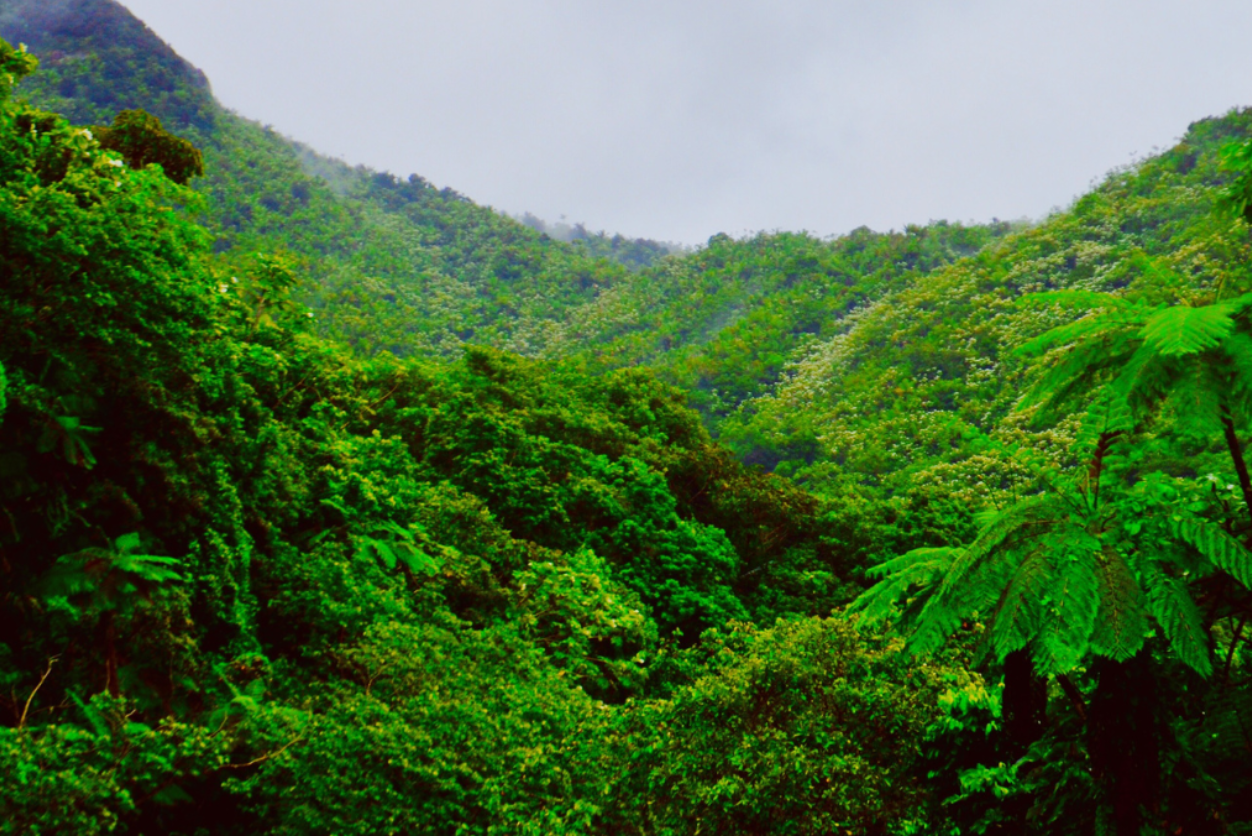 Dense green tropical forest covering hills under a cloudy sky, representing natural climate and environmental sustainability.