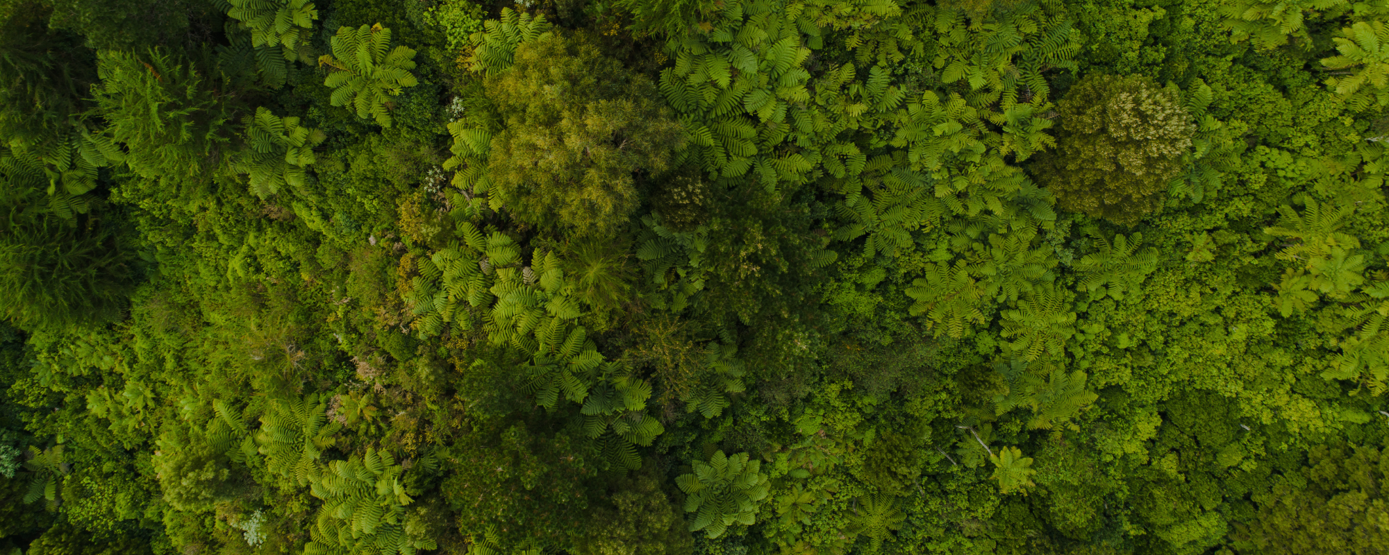 Web header  (79)